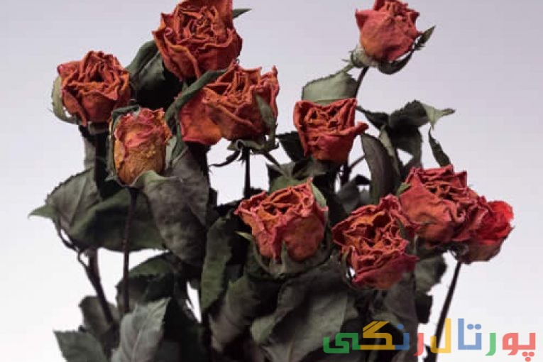 خشک کردن گل رز