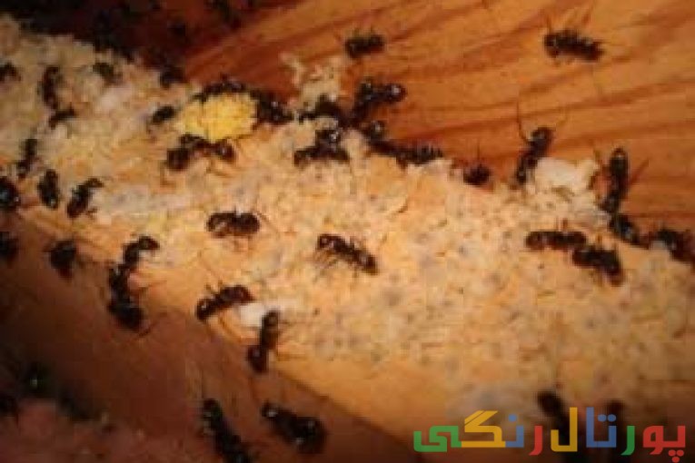 مورچه