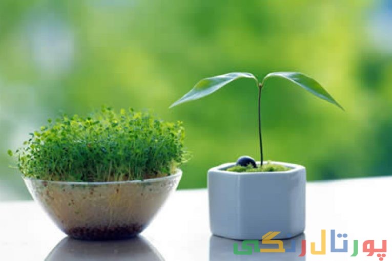 سبزه عید