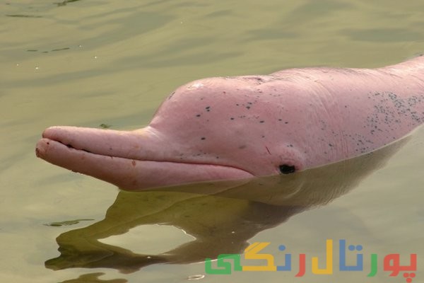 11 حیوانی که حتی نمی دانید وجود دارند!