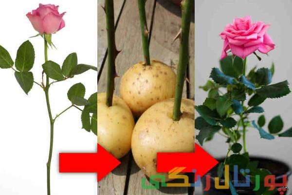 ترفندی جالب برای تکثیر گل رز چیده شده 