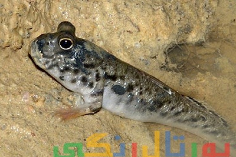 ماهي گل خورك (Mudskipper)
