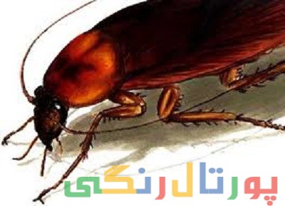 ترفندهایی برای از بین بردن انواع حشرات خانگی ترفندهایی برای از بین بردن انواع حشرات خانگی