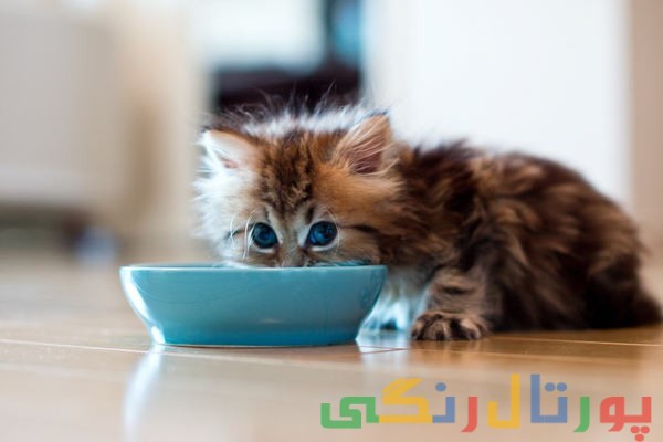 نگهداری از گربه ها
