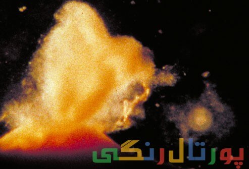 آشنایی با تخمک گذاری و باروری : حقایقی که کمک میکند باردار شوید
